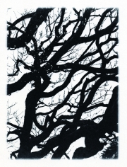 �֥����꡼�����̿���֡�