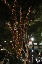 ɽ��ƻ�Υ���ߥ͡������11ǯ�֤�����ء�LED���ѤǴĶ��ˤ���θ