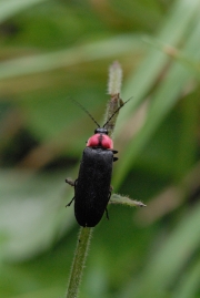 �դ줢����ʪ���󥿡��ǡ֥ۥ����ͼ�١ס�6��26����30����