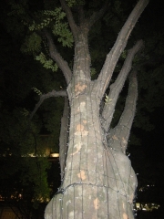 ɽ��ƻ����ߥ͡������12������顢��90�Ф�ɽ��ƻ�ץơ��ޤ�