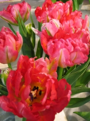 ���㤫��ɽ��ƻ�������Υ��塼��åס�����󥸡��֤ʤɣ��������ܡ���­�ᤤ�դ򴶤���