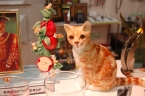愛猫家の隠れた社交場 ねこグッズ専門店「ねこのや」